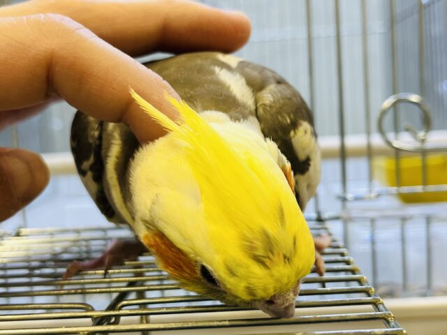 オカメインコ