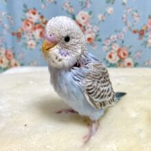 セキセイインコ     ブルーシナモンオパーリン🤎🌱    1/31