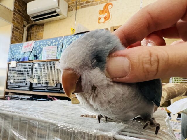 オキナインコ