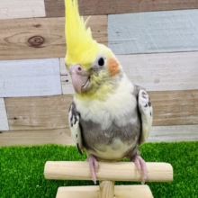 カキカキ大好き♪1人餌オカメインコのパイド