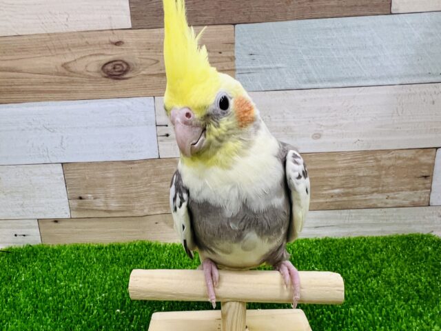 カキカキ大好き♪1人餌オカメインコのパイド