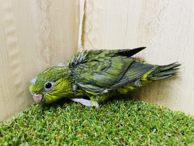 サザナミインコ