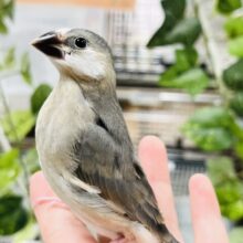 【最新画像更新！！】頭の白がポイントですっ！桜文鳥 ヒナ