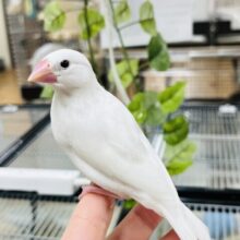 【最新画像更新！！】ツヤツヤピンクになるよ〜✨️白文鳥 ヒナ