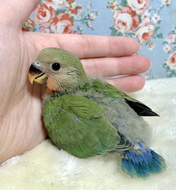 コザクラインコ（小桜インコ）