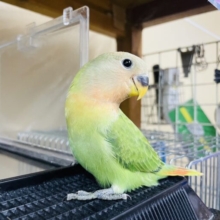 1人餌！最新画像になりますよ‼️だるまさんになるかな〜？これがオパーリンの魅力！　コザクラインコ　オパーリン