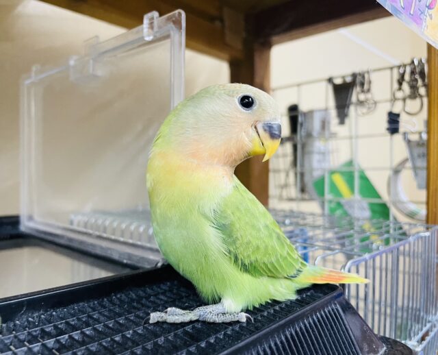 1人餌！最新画像になりますよ‼️だるまさんになるかな〜？これがオパーリンの魅力！　コザクラインコ　オパーリン