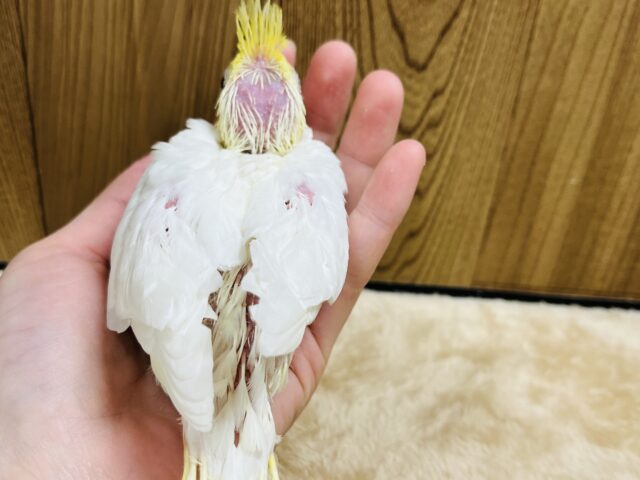 オカメインコ