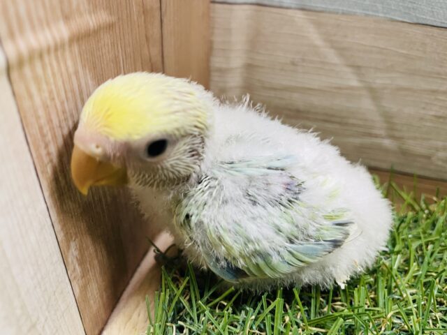 コザクラインコ（小桜インコ）