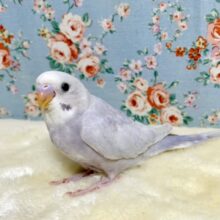 セキセイインコ  ライラック *:｡💫🔮  1/31