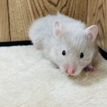 レアカラーのハムちゃんです！長毛ハムスター(ダヴ) 女の子