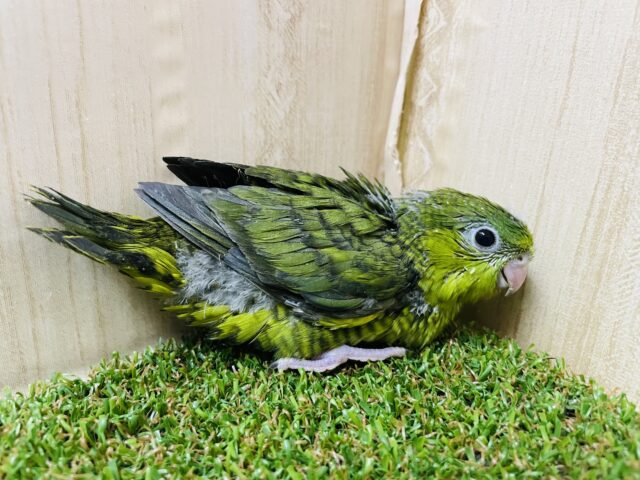 サザナミインコ