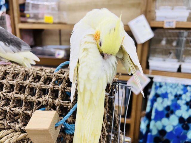 オカメインコ