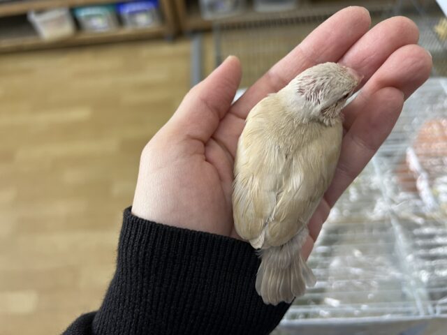 シナモン文鳥