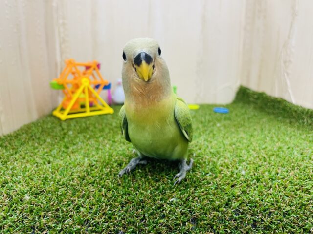 コザクラインコ（小桜インコ）