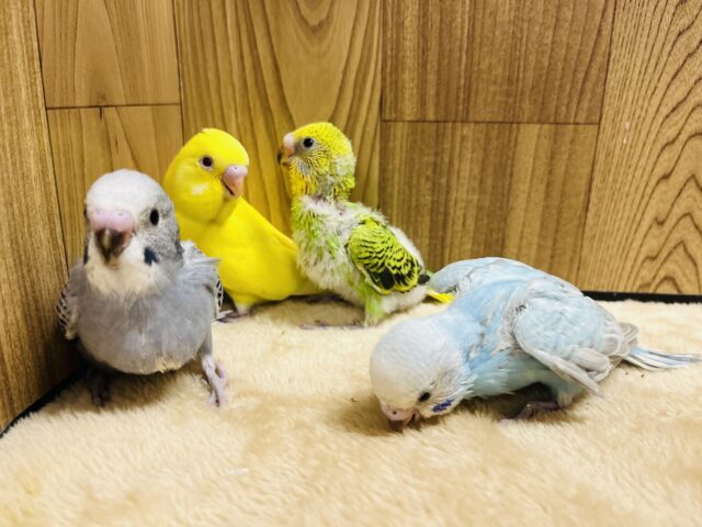 セキセイインコ