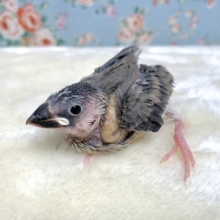 桜文鳥   🐥🌸    1/14