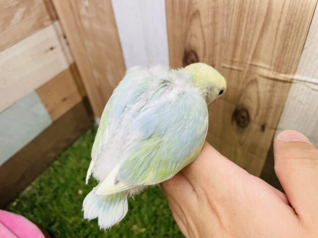 コザクラインコ（小桜インコ）