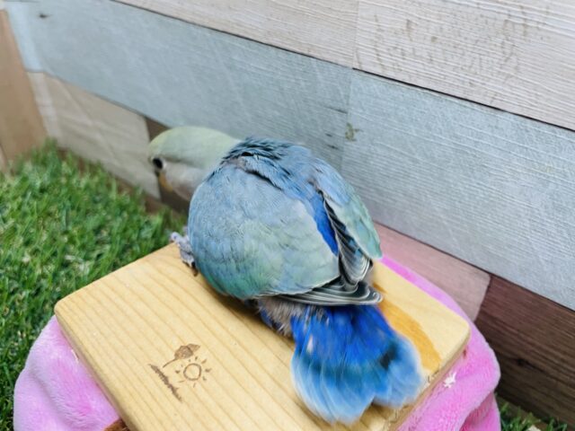 コザクラインコ（小桜インコ）