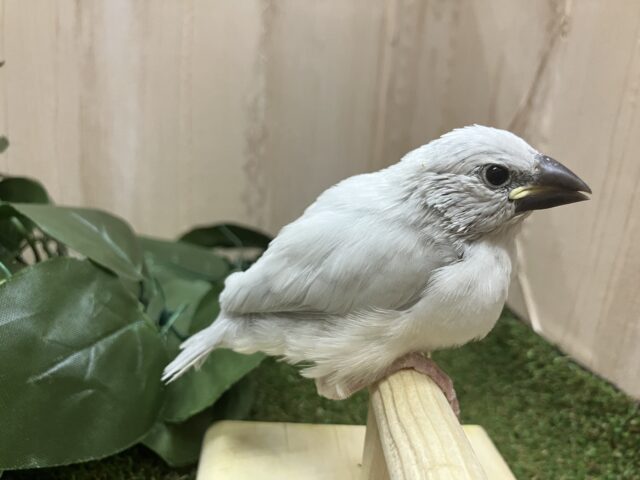 シルバー文鳥