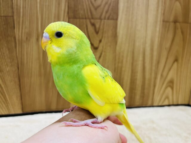 セキセイインコ