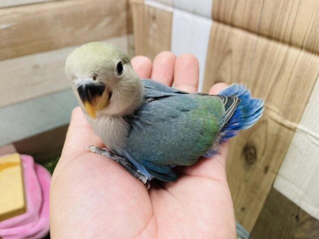 コザクラインコ（小桜インコ）