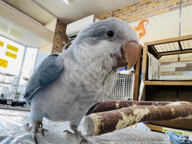 オキナインコ