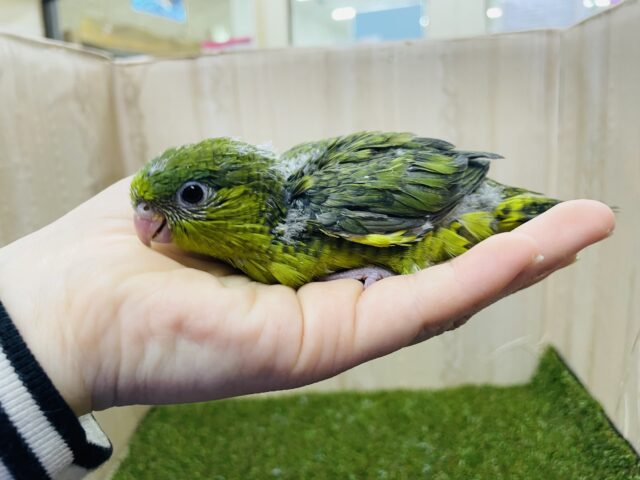 ナデナデした時のニタ〜っとしたお顔に注目‼️ サザナミインコ　ノーマル