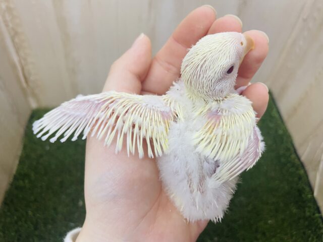 コザクラインコ（小桜インコ）