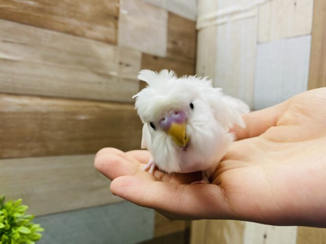 羽衣セキセイインコ