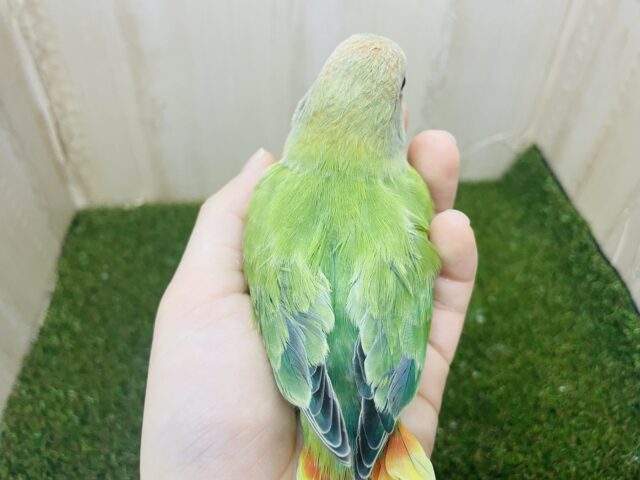 コザクラインコ（小桜インコ）