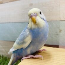 最新画像有り♪覗き込むようなお顔がキュートです！セキセイインコのパステルレインボーパイド！