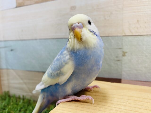 最新画像有り♪覗き込むようなお顔がキュートです！セキセイインコのパステルレインボーパイド！