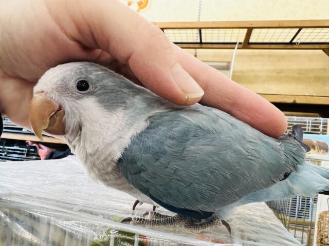 オキナインコ