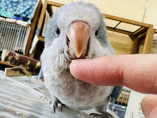 ベタなれ候補生♡オキナインコのブルーオパーリン入舎しました！