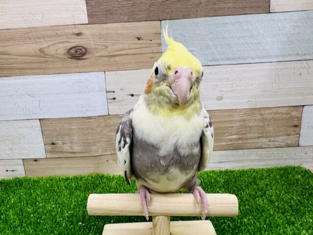 オカメインコ