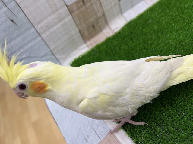 オカメインコ