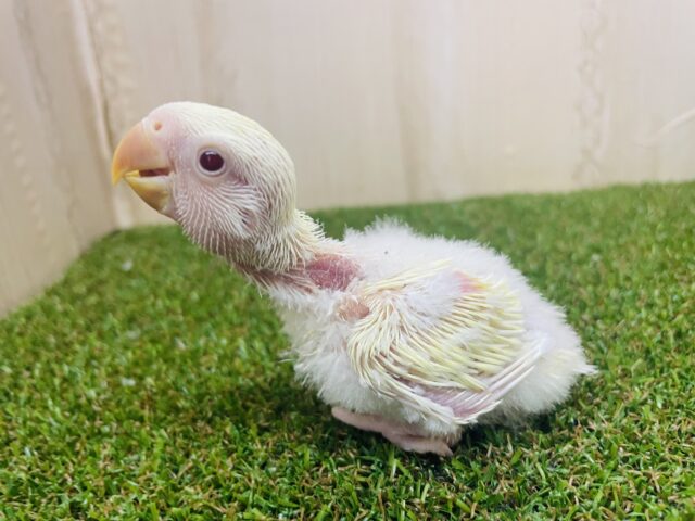 ふんわりクリームカラーのコザクラさん‼️ コザクラインコ　クリームイノオパーリン