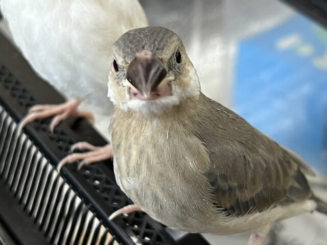 画像更新☆久しぶりの入舎‼︎ちびちび桜文鳥