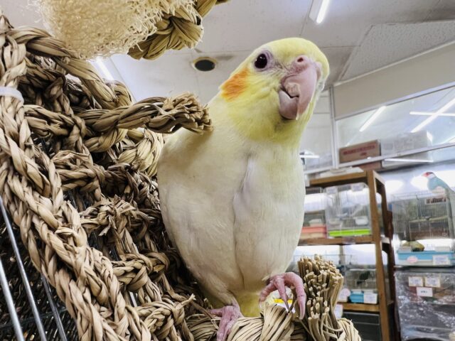 オカメインコ