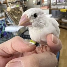 画像更新☆純白の天使♡ちびちび白文鳥♪