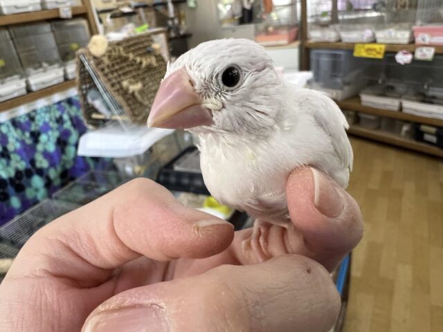 画像更新☆純白の天使♡ちびちび白文鳥♪