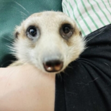 【甘え方がかわいすぎる♡♡】最新画像になります☆10/24　デレっでれっ　に育ちました。。♬〜〜　ミーアキャットーーーー