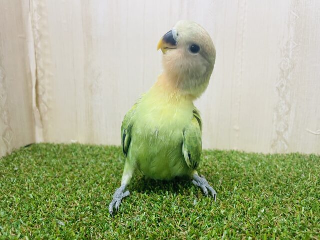 コザクラインコ（小桜インコ）