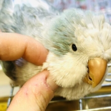 【最新画像・動画更新🪄】よーくしゃべるご機嫌さん♪オキナインコ(ブルーオパーリン)