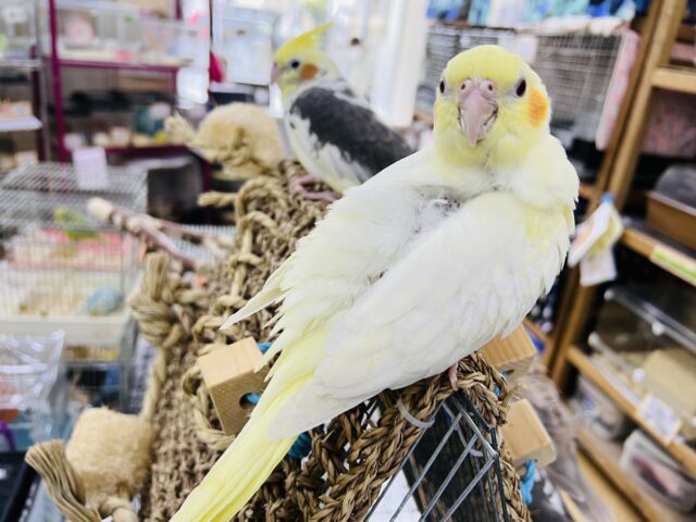 オカメインコ