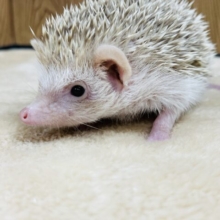 ご飯だいすき！♪ハリネズミ(シナモン)女の子