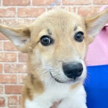 とにかく元気☺️撫でてもらうのが大好きです☆　ウェルシュコーギー・ペンブローク（レッド＆ホワイト）男の子　