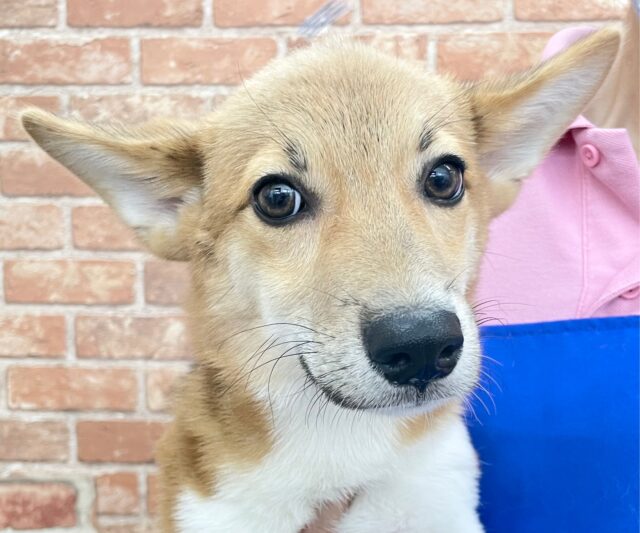 とにかく元気☺️撫でてもらうのが大好きです☆　ウェルシュコーギー・ペンブローク（レッド＆ホワイト）男の子　