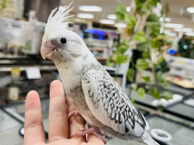 オカメインコ